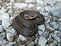 
Vretenica, povazovana za uzovku (preto v pohode makro :-)
Viper, mistreated as Grass Snake (that's why I used macro :-)
