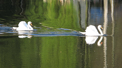 
Swans.
