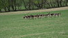 
Stado danielov v Sulove.
Deer herd in Sulov.
