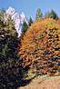 
Jesen v Dolomitoch. V pozadi Moiazza.
Autumn in Dolomits. In the back - Moiazza.
