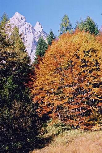 
Autumn in Dolomits. In the back - Moiazza.
