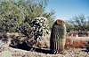 Kaktusy v Saguaro National Monument, Arizona.