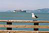 Prestavka. V pozadi Alcatraz.
Pose. Alcatraz in the back.   
