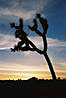 Zapad slnka v NP Joshua Tree.
Joshua Tree in the setting sun.