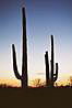 Saguaro kaktusy v zapadajucom slnku.
Saguaro cactusses in sunset.