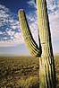Kaktusove pole.
Cactus fields.