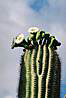Kvitnuci Saguaro.
Blooming Saguaro.