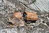 Skamenele stromy.
Petrified wood.