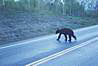 Grand Teton National Park, Wyoming.
Privitanie od Medveda cierneho.
Black bear welcoming us.