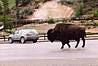 Yellowstone National Park. Udrzujeme bezpecnu vzdialenost... ( Lucka Ch.)
We remain in a safe distance...