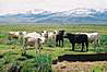 Typicky pohlad - kravky pod pohorim Sierra Nevada.
Typical view - cows under the Sierra Nevada mountains.