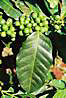 Kava.
Coffee plant.