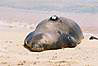 Havajsky tulen s vysielackou. Chraneny zivocich.
Hawaiian seal monk. With transmitter on his back.