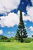 Kauai - rozpravkove stromy.
Magic trees.