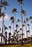 Kokosove palmy. (� Lucka Ch.)
Coconut palms.