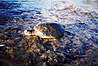 ...premenis sa na korytnacku!
...the ocean gods will turn you into the sea turtle! 
  :-)