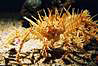 Krab (crab). Monterey aquarium.