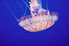 Meduza. Jelly fish. Monterey aquarium.