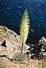 Kaktus Juka.
Yucca cactus.